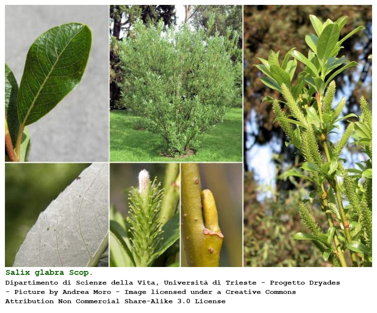 Salix glabra Scop.